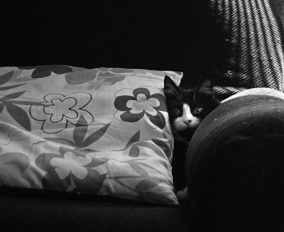 Lulu Under Pillow