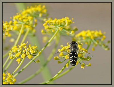 Back of the Hoverfly