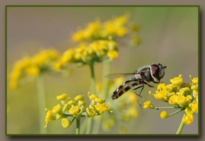 Hovering Hover Fly