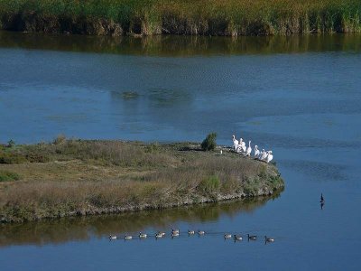 Pelicans, Cormorant and Geese