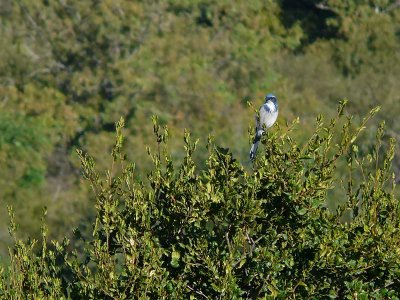 Scrub Jay in a Bush