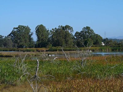 Low View of the Marsh