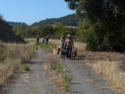 Dog Walkers