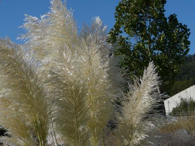 Pampas Grass