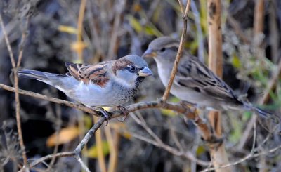 House Sparrow Couple