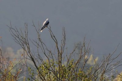 White Tailed Kite 2