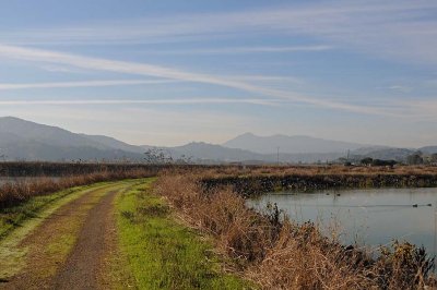 Pond Path with Mt. Tam