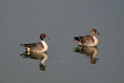 Northern Pintail Couple
