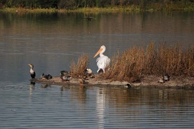 Cormorant, Pelican, Ducks