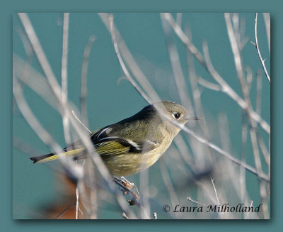 Kinglet in Hiding