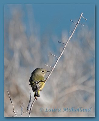 Kinglet - Solitary Branch