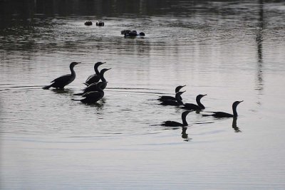 Cormorant Group