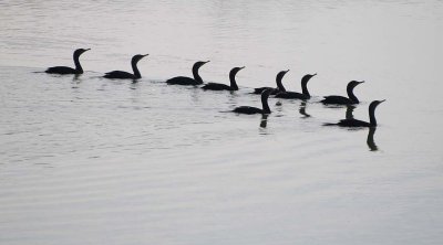 9 Swans a Swimming. . . er, Cormorants, that is