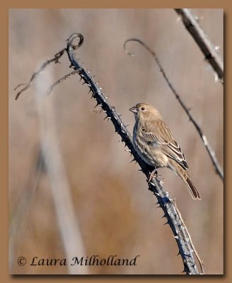 Female Finch