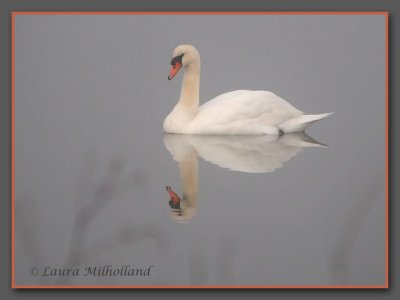 1/5/11: Reflecting Swan