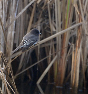 Phoebe on Reeds