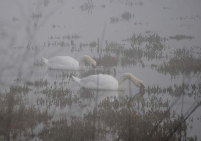 Mute Swans in Fog