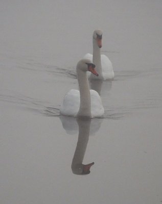 Elegant Swans
