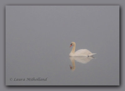 Soft Swan