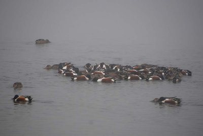 Swarming Northern Shovelers