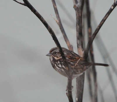 Sparrow on Twigs