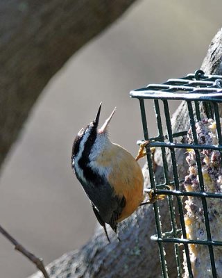 Yelling Nuthatch