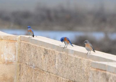 Mr. & Mrs. Bluebird