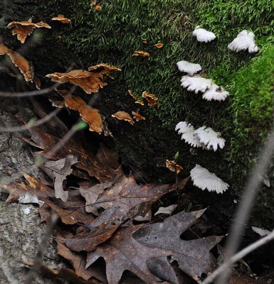 White Fingers on Green