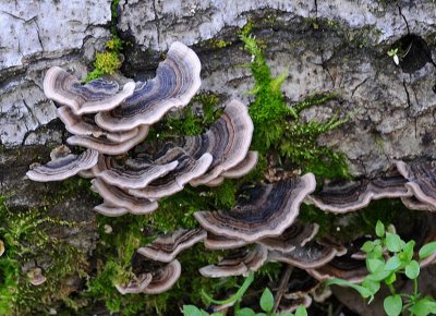 Turkey Tails Fungus