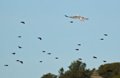 Kite Amidst Red-winged Blackbirds