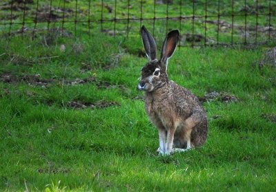 Sitting Jackrabbit