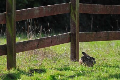 Jackrabbit at Fence