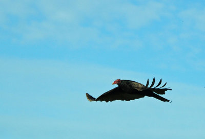 Turkey Vulture in Graceful Flight