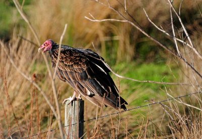 Turkey Vulture on Post