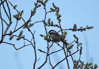 Chickadee and Buds