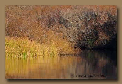 Warm Creek Reflections