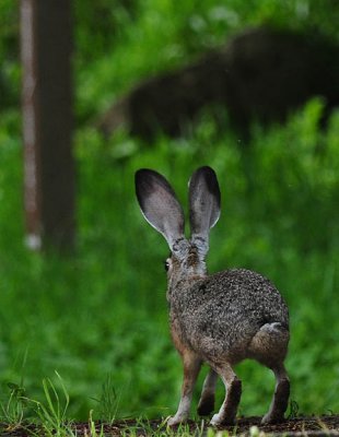 Tail of the Hare