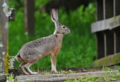 Long Legs, Huge Ears