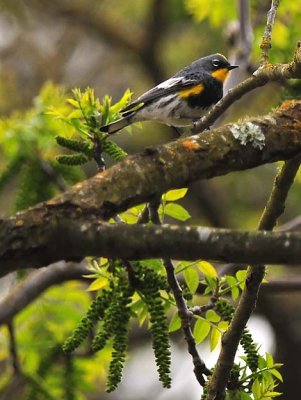 Warbler Profile