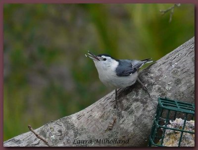 White-breasted Nuthatch Tongue
