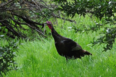 Turkey in the Grass