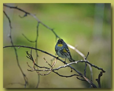 Yellow-Rumped Warbler