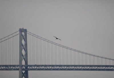 Pelican Above the Bridge