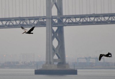 Pelicans and Bay Bridge