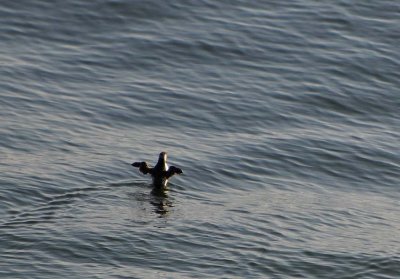Common Murre Stratching