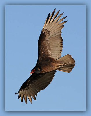 Turkey Vulture In Flight