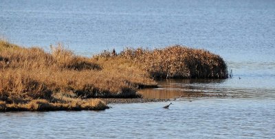 Greater Yellow Legs by Reeds