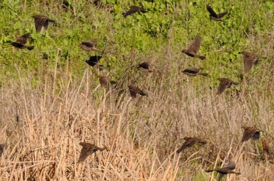 Young Red-winged Blackbirds Take Flight