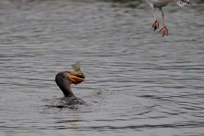 Hurry, Hurry! Swallow It!