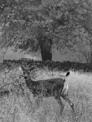 Deer in Penn Valley